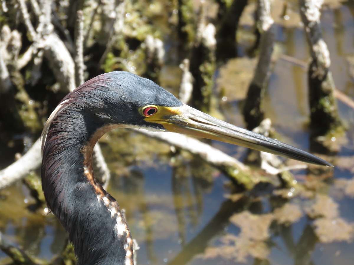 Tricolored Heron - ML622079426