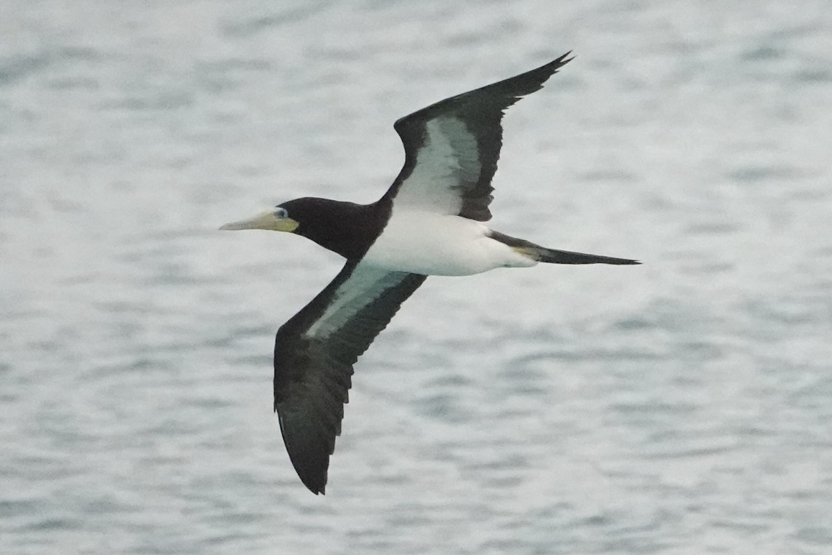 Brown Booby - ML622079430