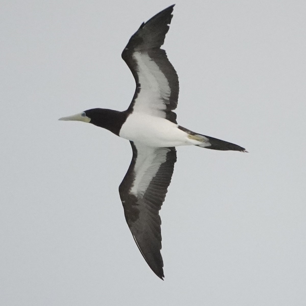 Brown Booby - ML622079431