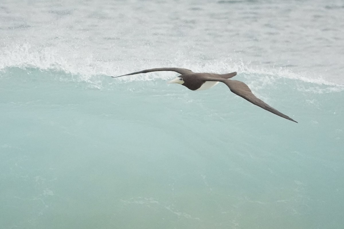 Brown Booby - ML622079432