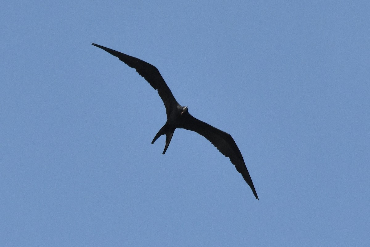 Magnificent Frigatebird - ML622079475