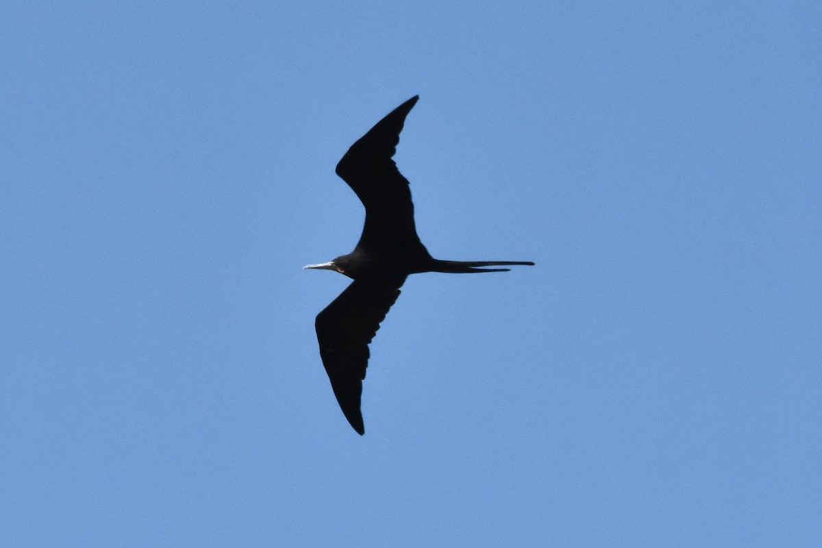 Magnificent Frigatebird - ML622079478