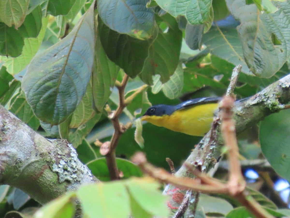 Tropical Parula - ML622079479