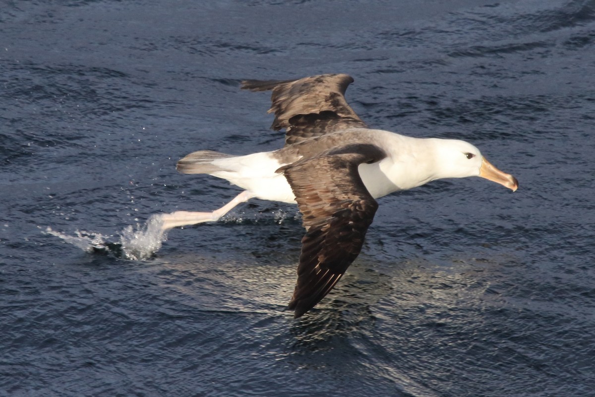 Black-browed Albatross (Black-browed) - ML622079480