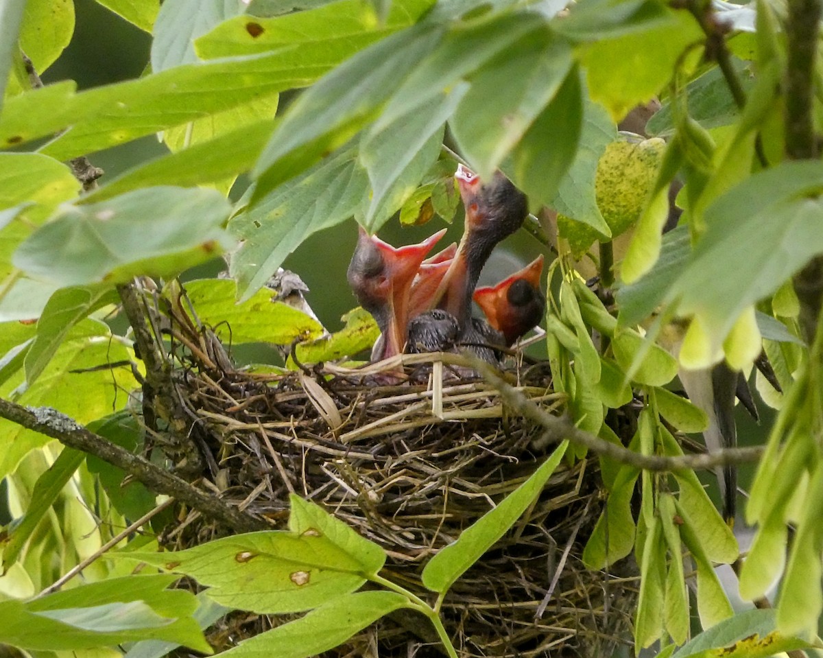 Cedar Waxwing - Kathy L. Mock