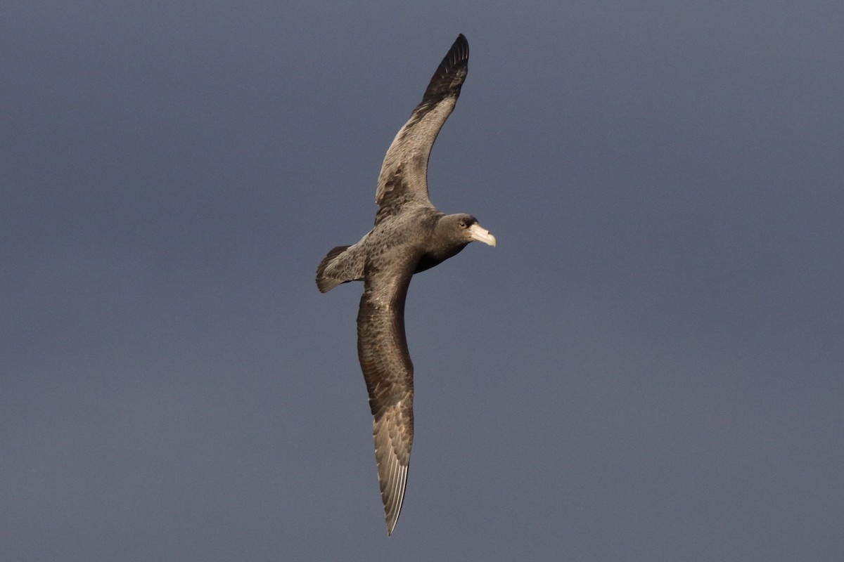 Southern Giant-Petrel - ML622079482