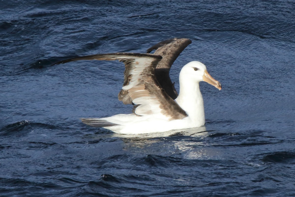 Black-browed Albatross (Black-browed) - ML622079483