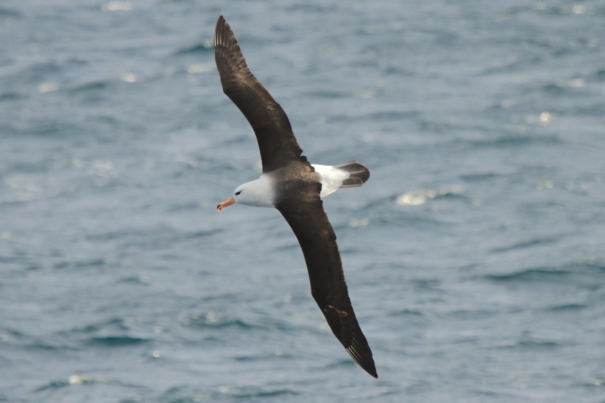 Black-browed Albatross (Black-browed) - ML622079485