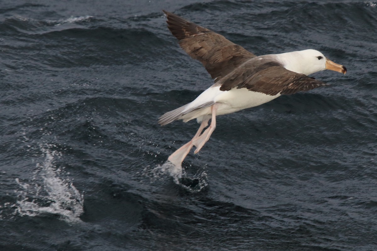 Black-browed Albatross (Black-browed) - ML622079487