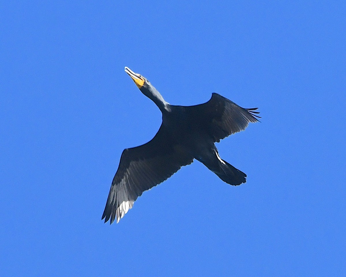 Double-crested Cormorant - ML622079489