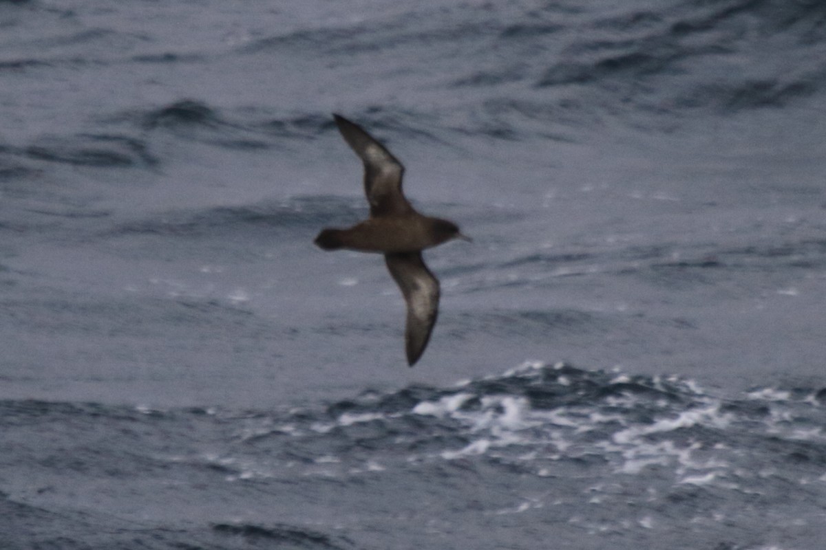 Sooty Shearwater - ML622079490