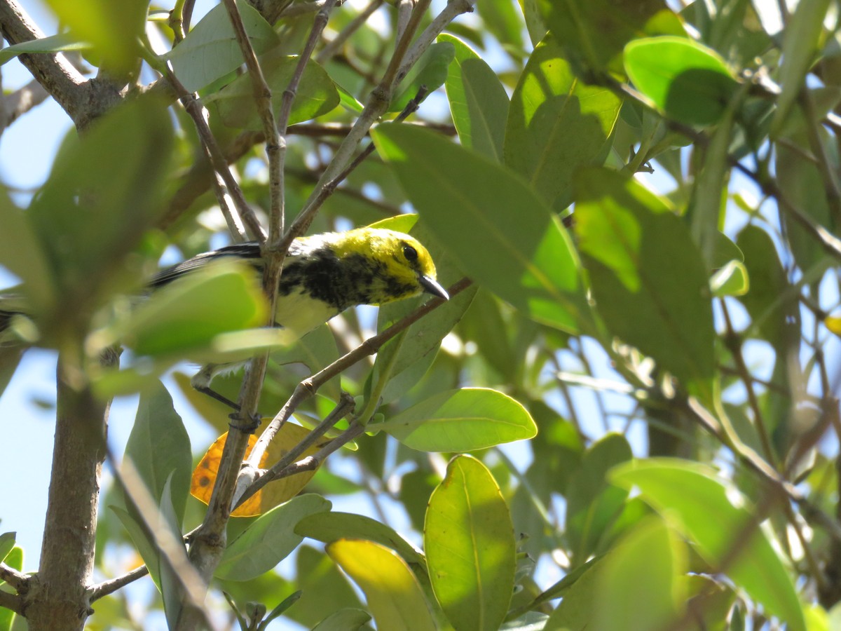 Black-throated Green Warbler - ML622079491