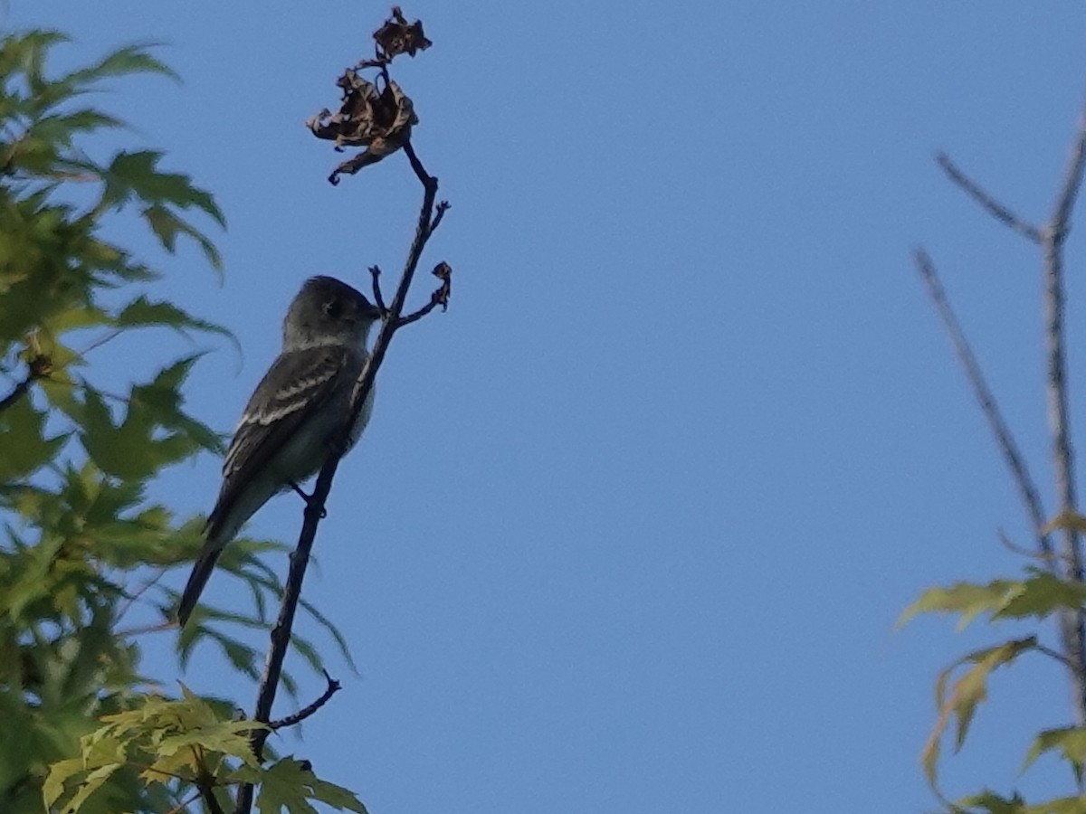 Eastern Wood-Pewee - ML622079492