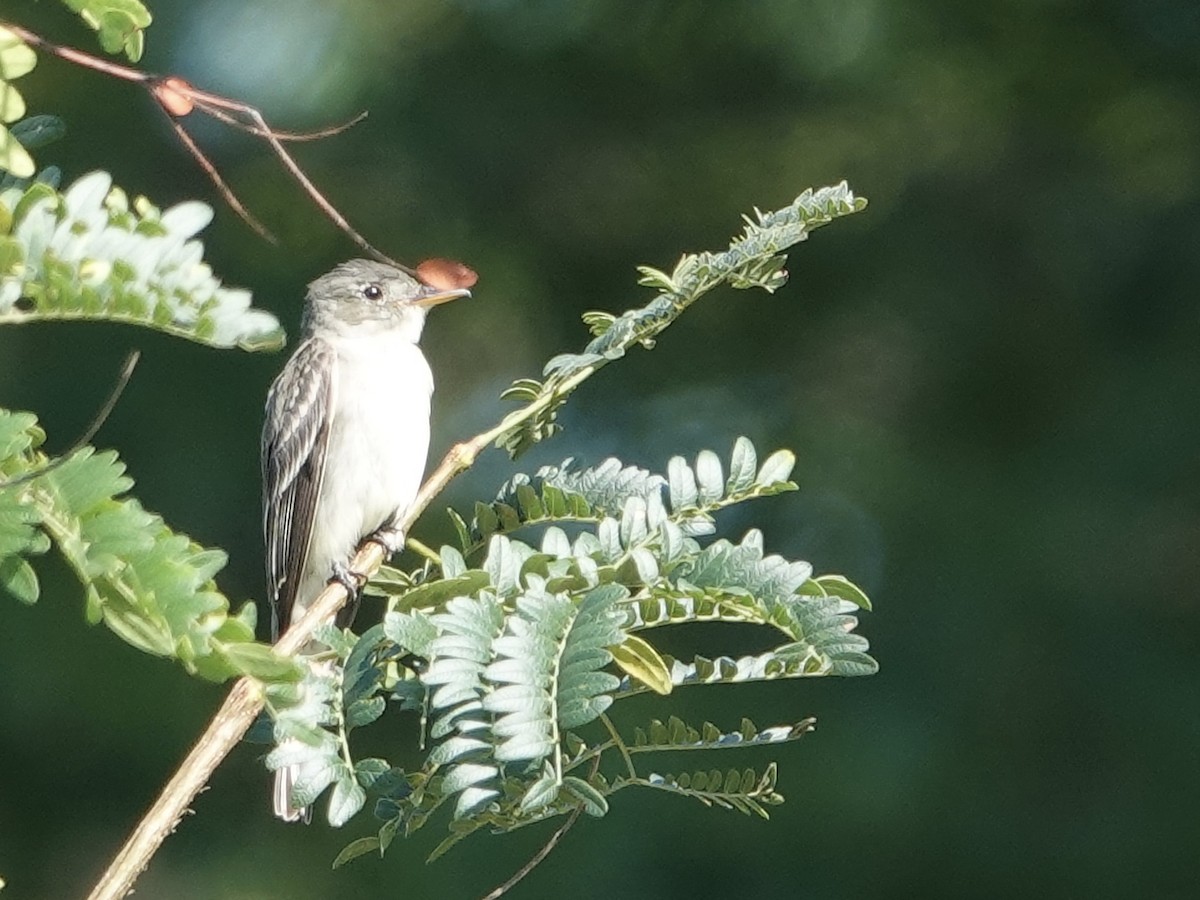 Eastern Wood-Pewee - ML622079493