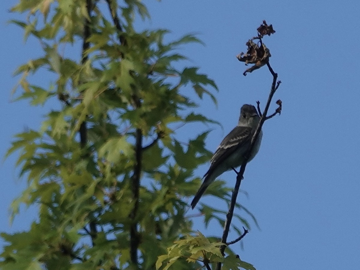 Eastern Wood-Pewee - ML622079494