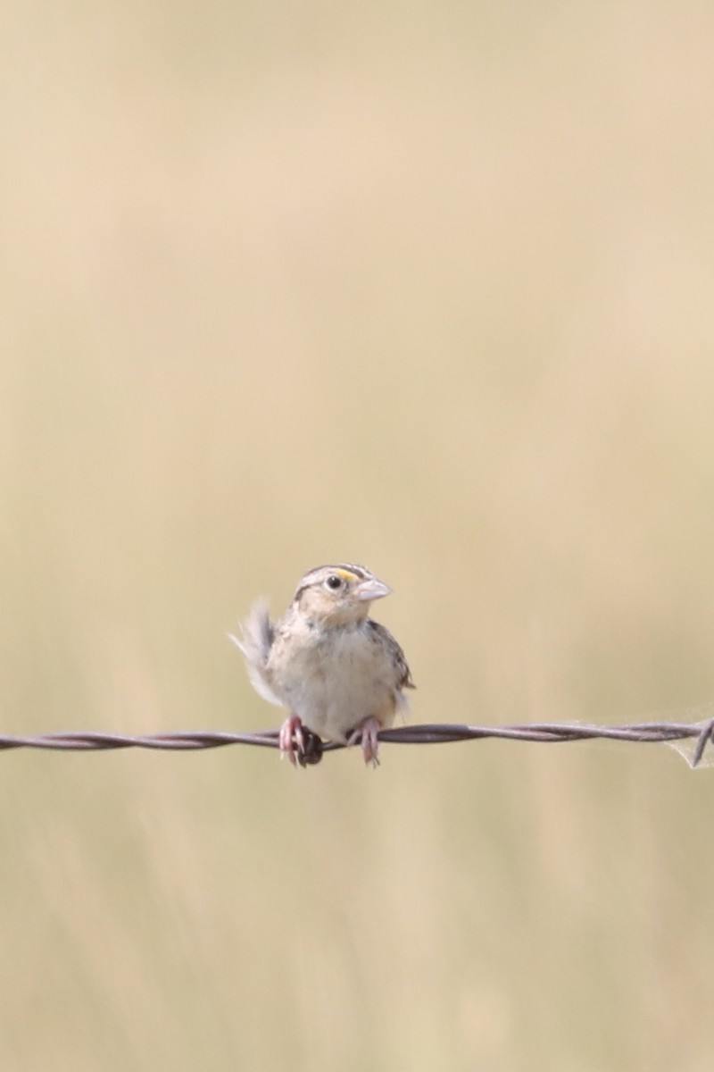 Grasshopper Sparrow - ML622079500