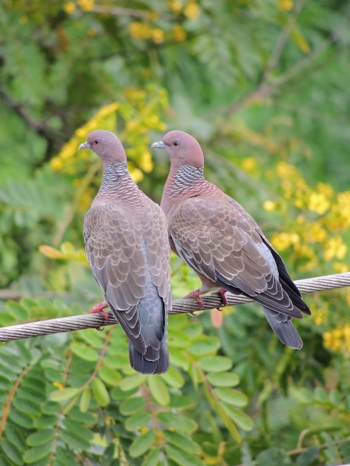 Picazuro Pigeon - ML622079501