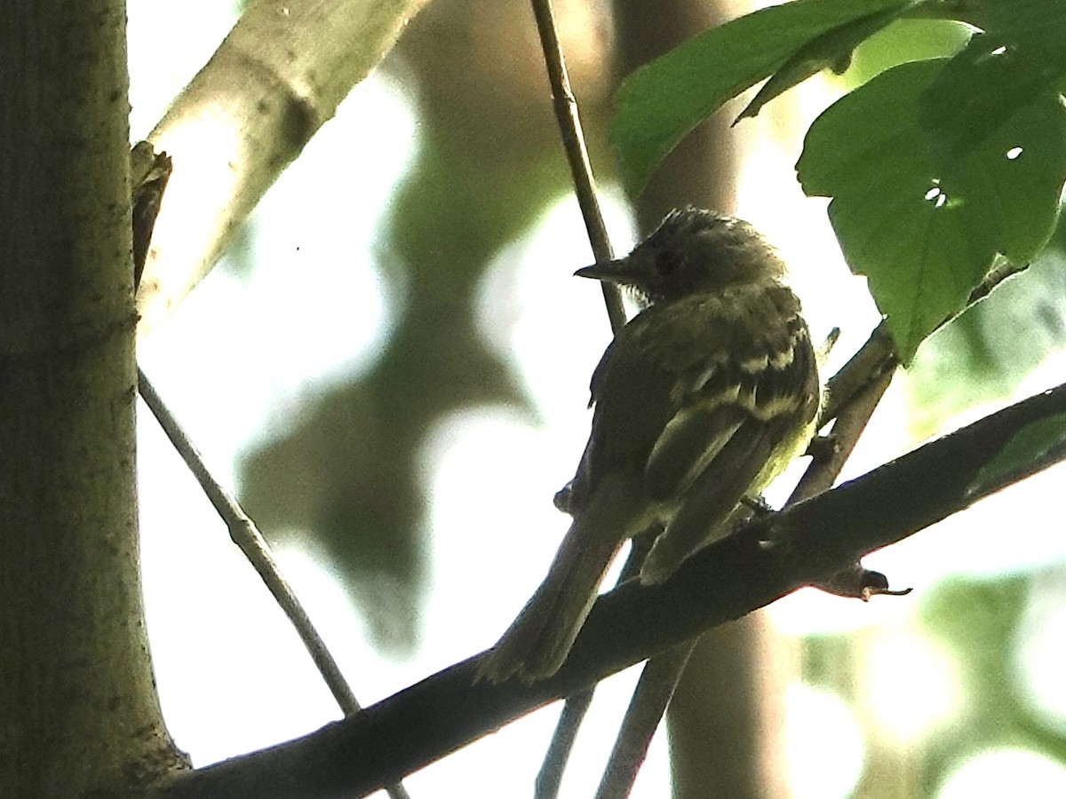 Acadian Flycatcher - ML622079504