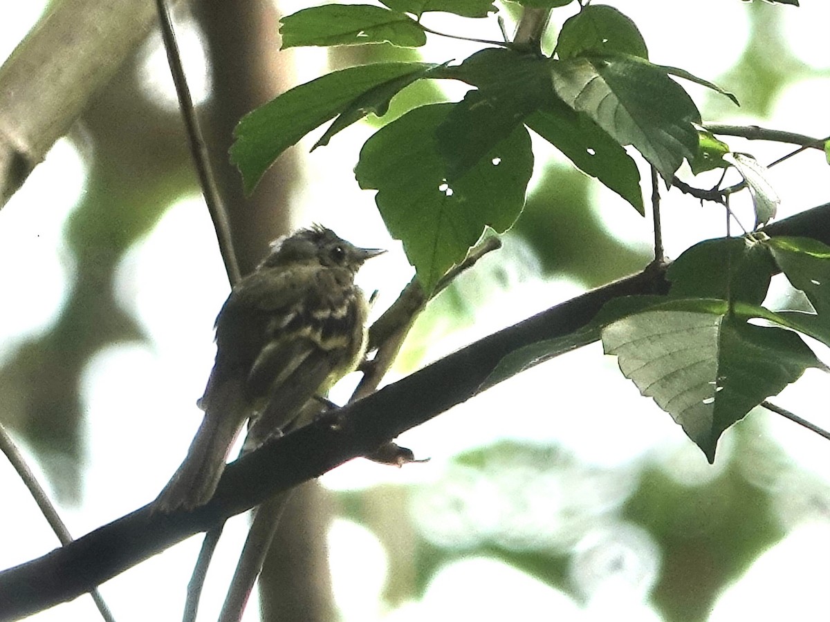 Acadian Flycatcher - ML622079505