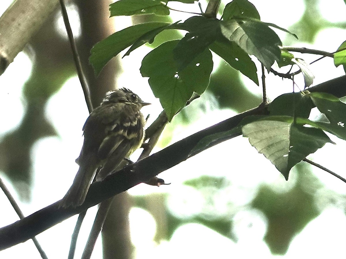 Acadian Flycatcher - ML622079506