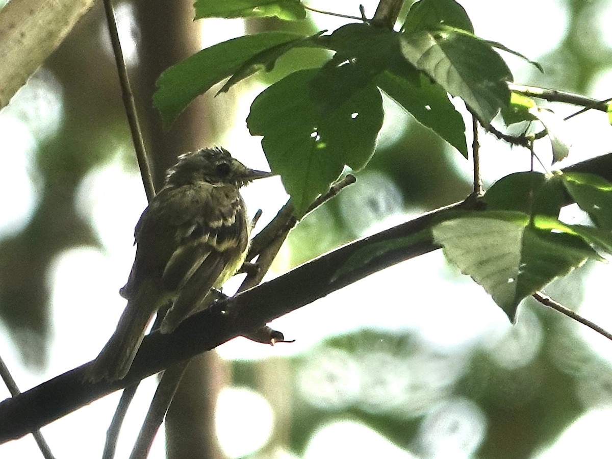 Acadian Flycatcher - ML622079507