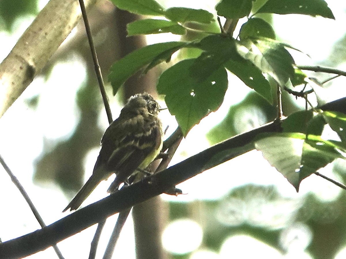 Acadian Flycatcher - ML622079508