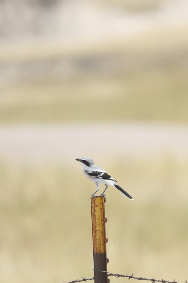 Loggerhead Shrike - ML622079514