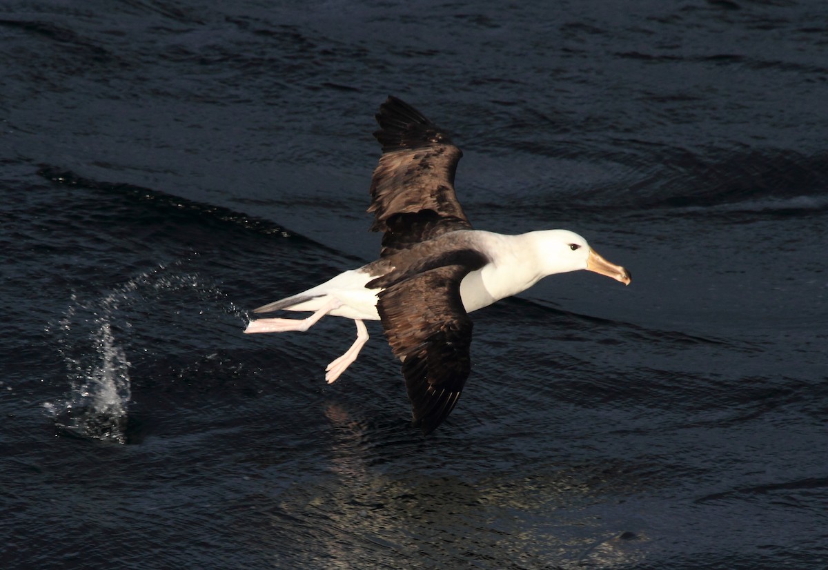 マユグロアホウドリ（melanophris） - ML622079517