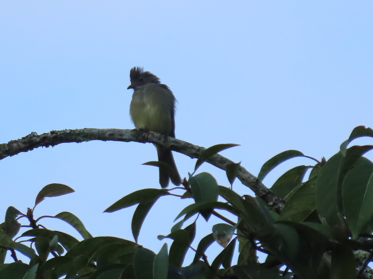 Yellow-bellied Elaenia - ML622079518