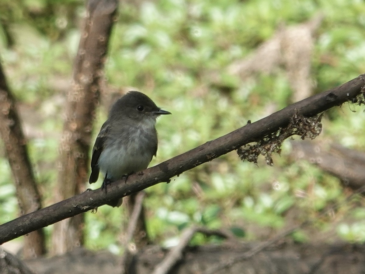 Eastern Phoebe - Lottie Bushmann