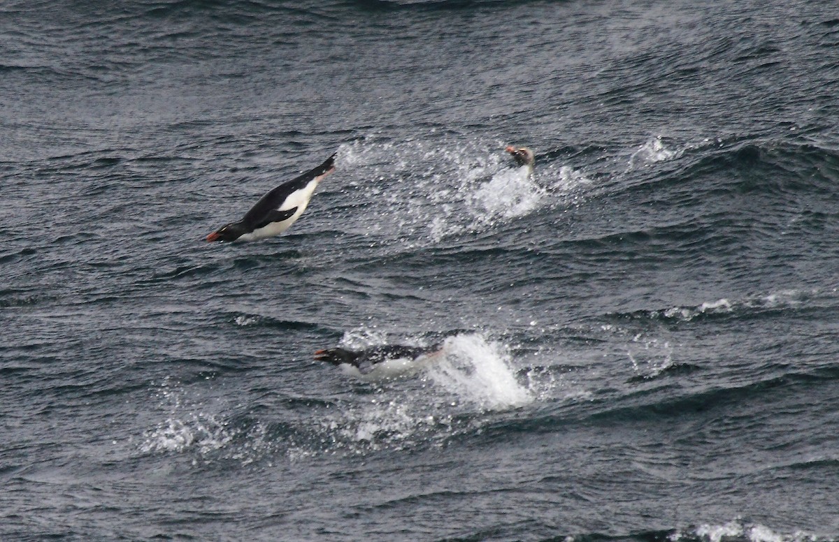 Southern Rockhopper Penguin - ML622079526