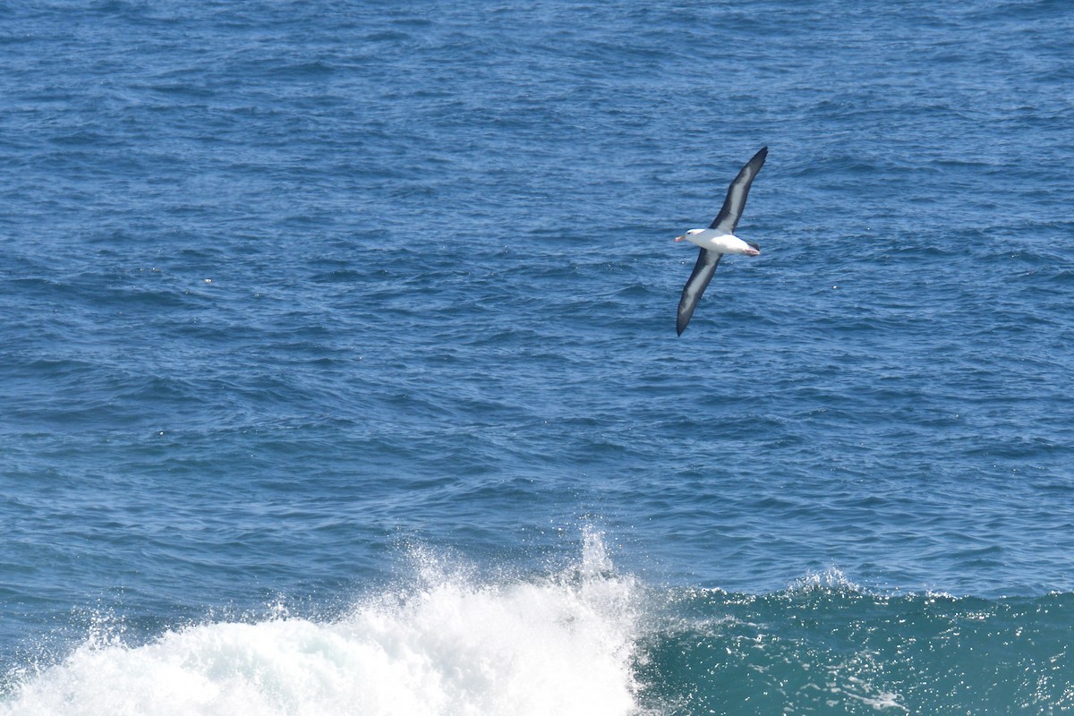 Albatros Ojeroso - ML622079558