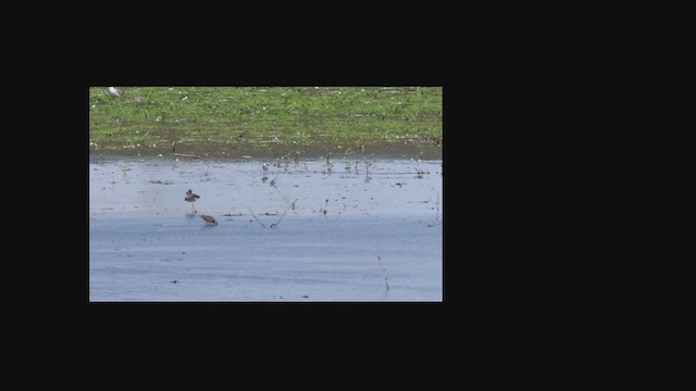 Piping Plover - ML622079561