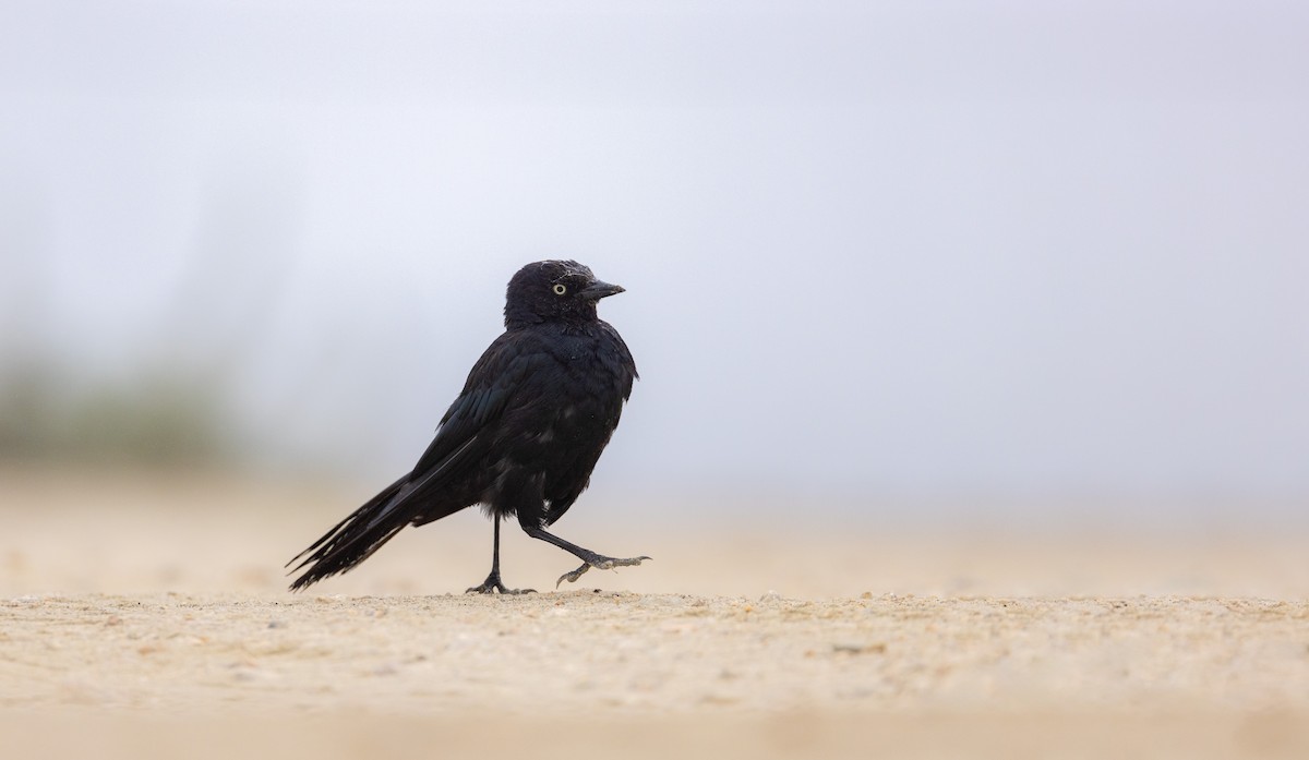 Brewer's Blackbird - ML622079591