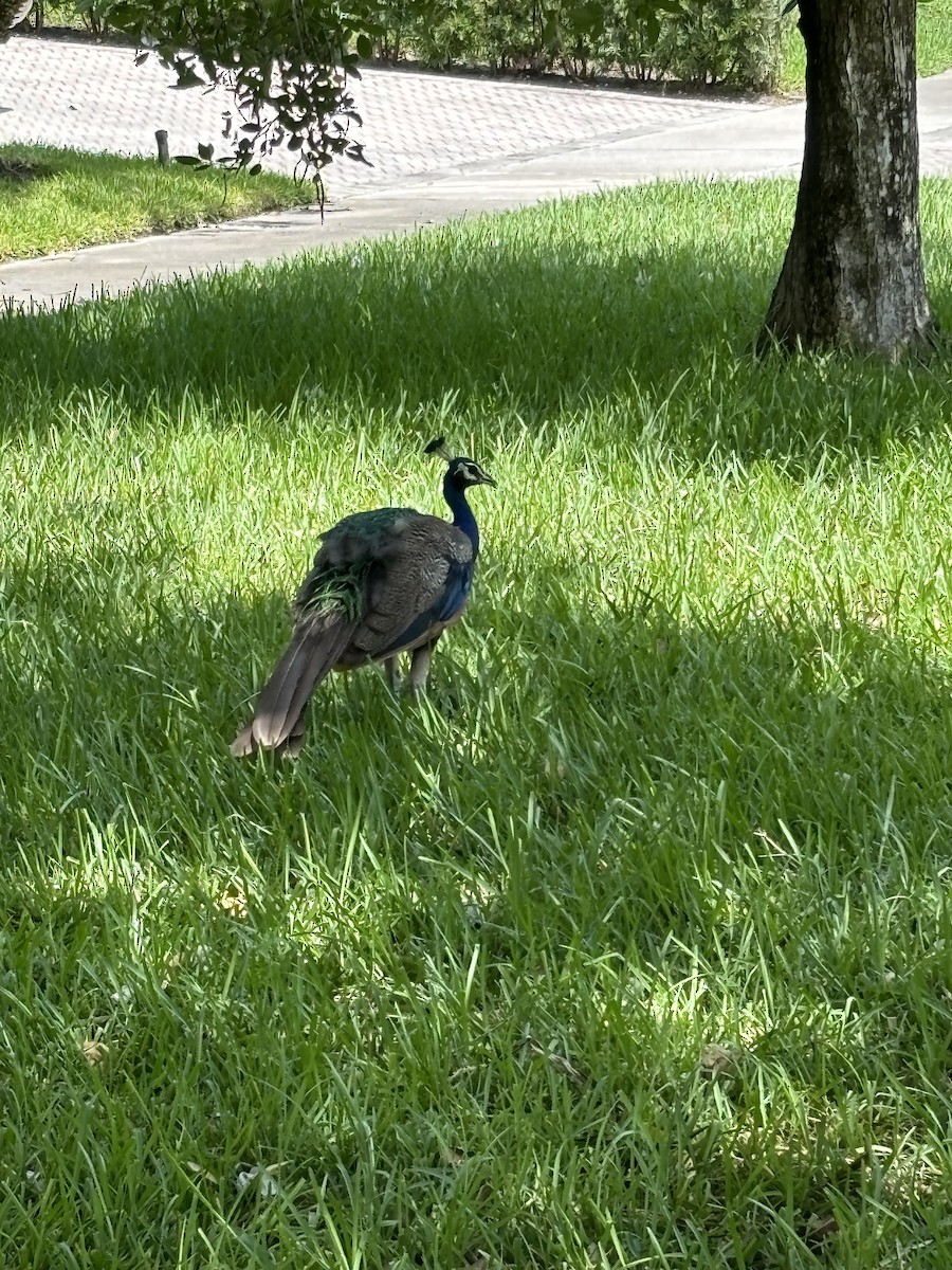 Indian Peafowl - ML622079612