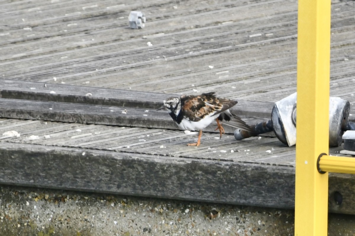 Ruddy Turnstone - ML622079652