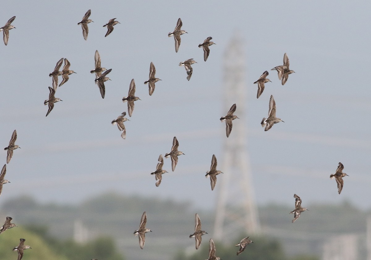 White-rumped Sandpiper - ML622079653