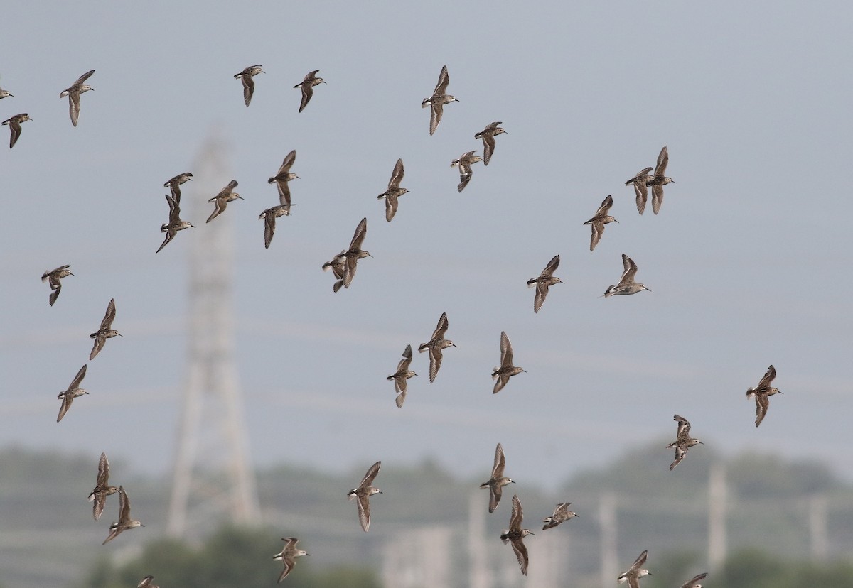 White-rumped Sandpiper - ML622079656