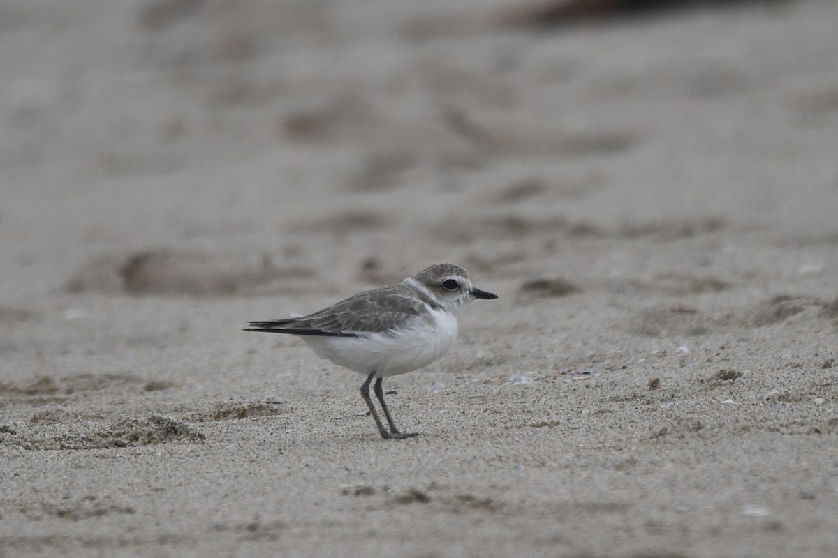 Snowy Plover - ML622079710