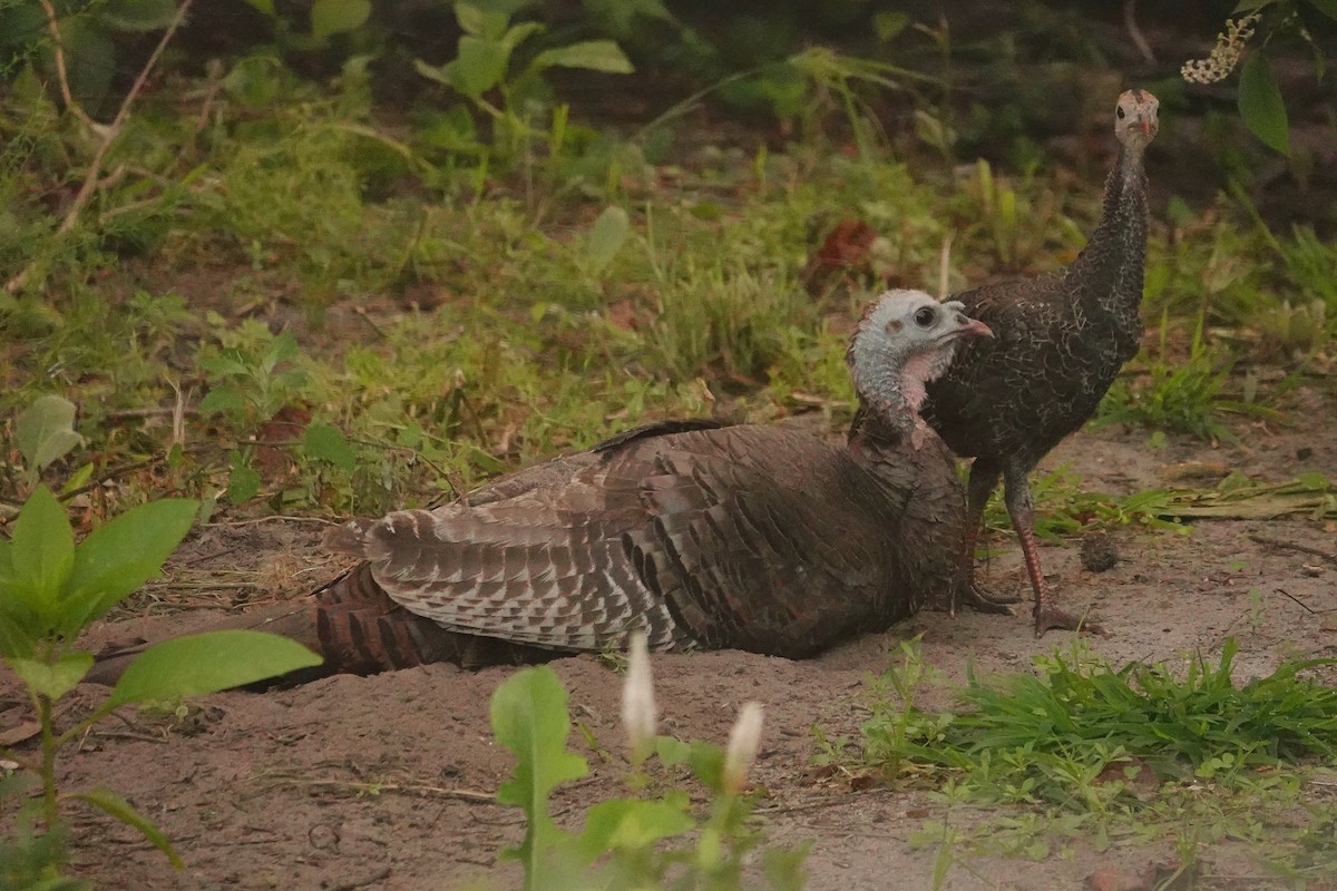 Wild Turkey - ML622079790