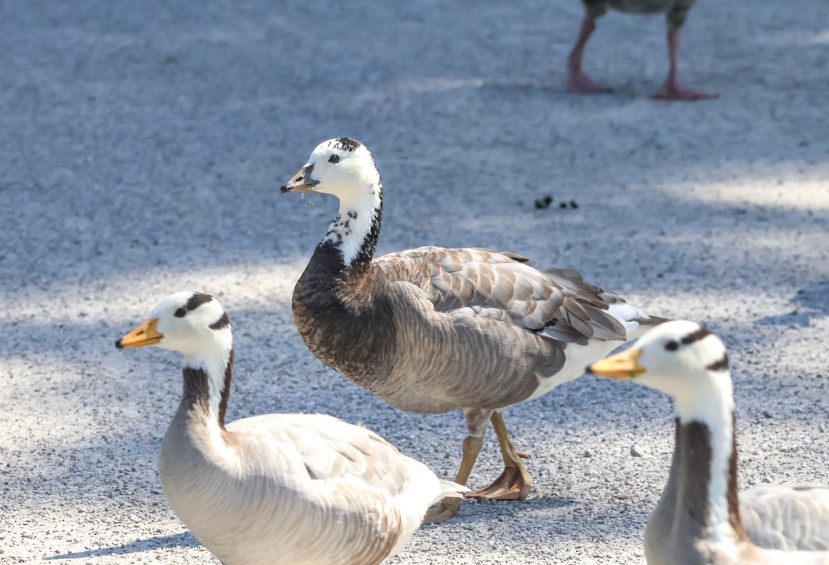 Bar-headed x Barnacle Goose (hybrid) - ML622079818