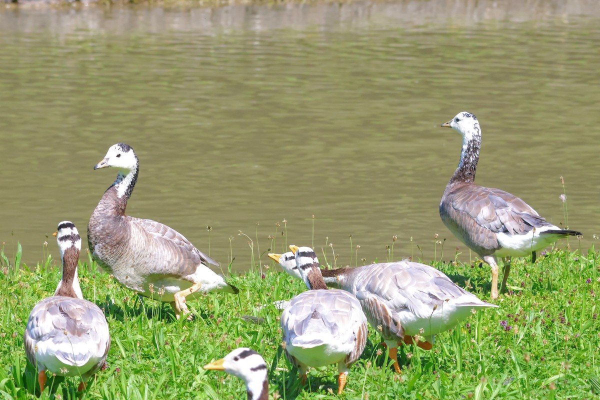 Bar-headed x Barnacle Goose (hybrid) - ML622079820