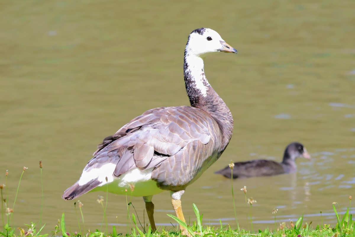 Bar-headed x Barnacle Goose (hybrid) - ML622079822