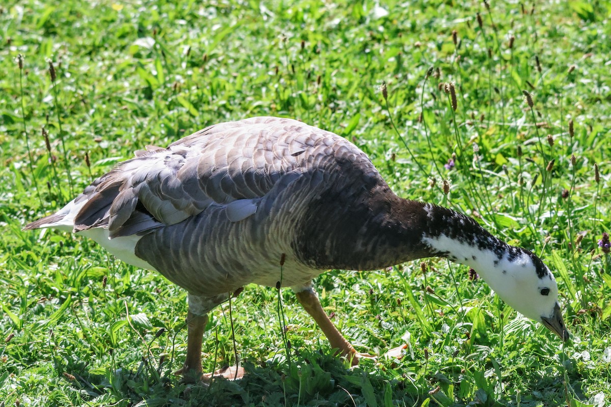 Bar-headed x Barnacle Goose (hybrid) - ML622079824