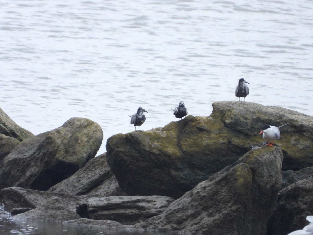 Black Tern - Moe Lehmann