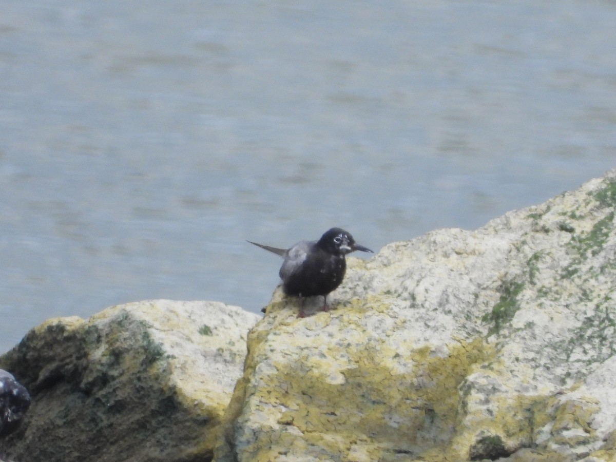 Black Tern - ML622079854