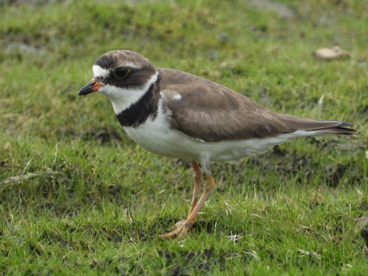 Semipalmated Plover - ML622079871