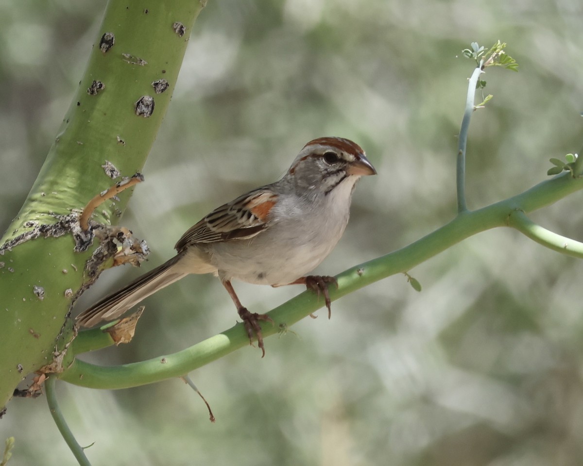 Rufous-winged Sparrow - ML622079884