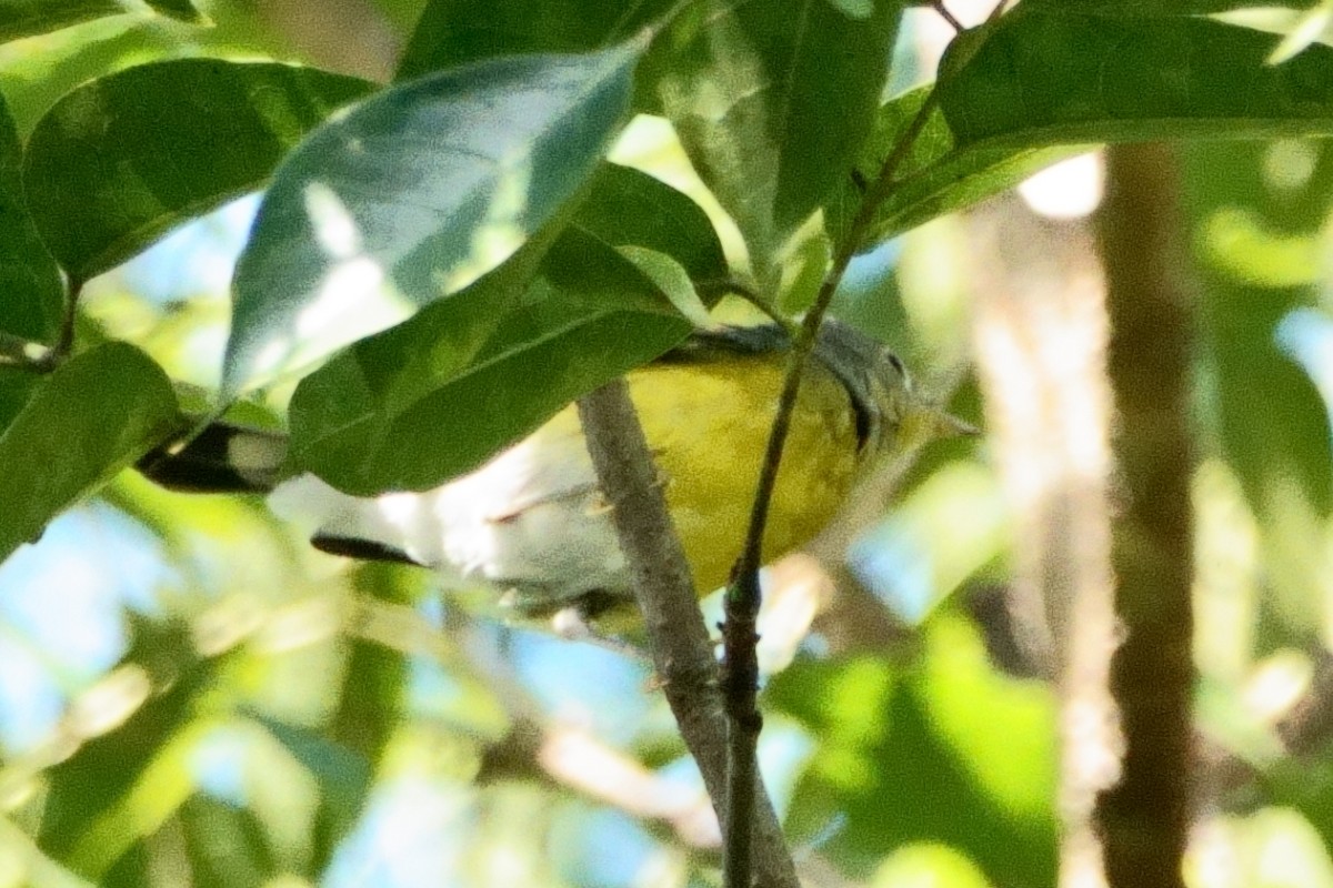 Magnolia Warbler - Anonymous User