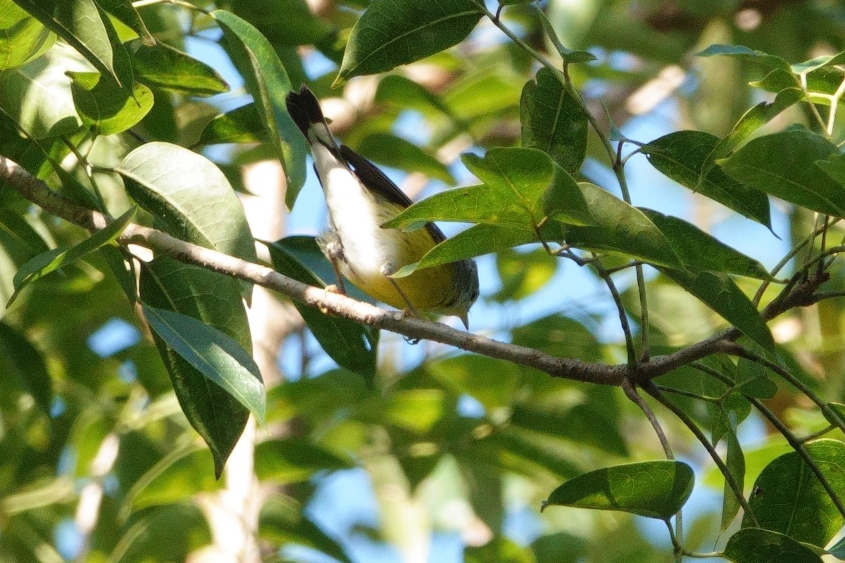 Magnolia Warbler - ML622079886